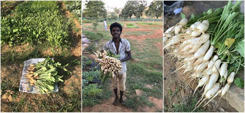 Radish-Dosa-Mullangi-Dosai-Recipe-Healthy-Radish-Recipes-South-Indian-6 - 21