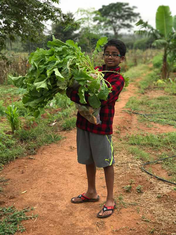 mullangi-thuvaiyal-radish thogayal-1 - 17