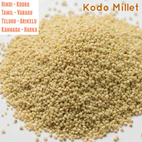 varagu-arisi-kodo-millet - 11